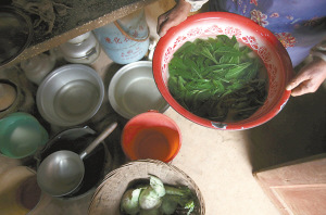 西南干旱严重影响居民生活云南村民摘野菜充饥