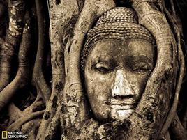 泰国大城府的瓦特玛哈泰寺遗址:缠绕佛像的菩提树