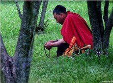 佛教摄影网-作者大火炮《树下禅修》