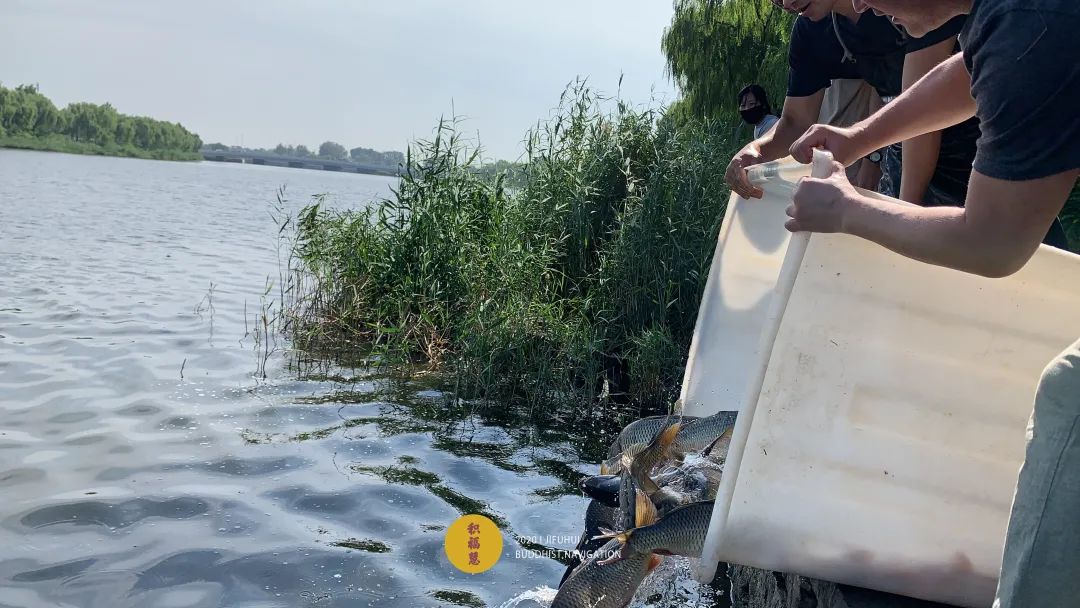 明日,积福慧启建辛丑年第二期放生共修!随喜参加! 明日,积福慧启建辛丑年第二期放生共修!随喜参加!