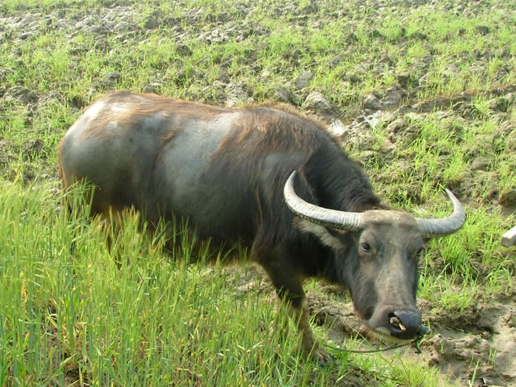 水牛也好奇的看我们呢