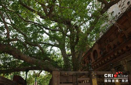 这棵参天的古树便是佛祖顿悟其下的菩提树了，千百年来受到了信徒们的崇敬。_印度采访图记：朝圣那烂陀_乐途旅游网