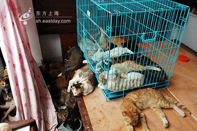 上海志愿者买下860只猫 原拟运往广东餐馆(图)