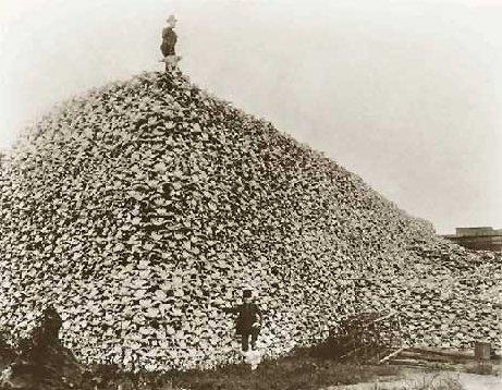 人类对地球犯下的八大罪状：美洲野牛大屠杀