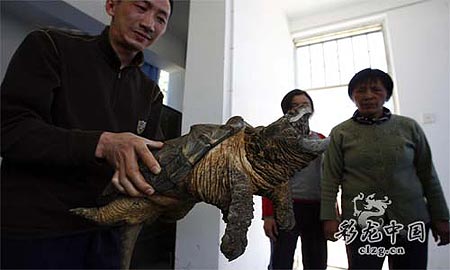 昆明滇池爬出10公斤重疑似鳄鱼龟(组图)