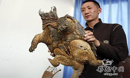 昆明滇池爬出10公斤重疑似鳄鱼龟(组图)