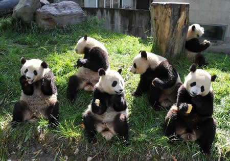 组图：震后卧龙大熊猫的生活