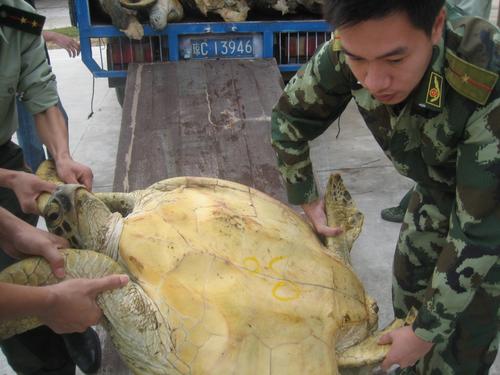 海南执法人员将查获的37只海龟放生(组图)