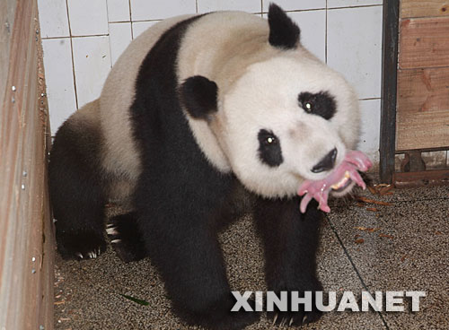 7月6日,“帼帼”嘴中含着刚出生的大熊猫宝宝。当日上午，地震后由卧龙转移到雅安的大熊猫“帼帼”产下一对双胞胎，这是今年全球首只产仔的大熊猫。 “帼帼”今年12岁，是震后由卧龙中国保护大熊猫研究中心转移到该中心雅安碧峰峡基地的大熊猫之一。7月6日上午7时52分，在卧龙怀孕的“帼帼”产下了首只小仔；8时36分，“帼帼”产下了第二只小仔。 新华社发 