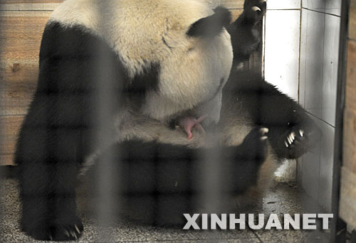 7月6日,“帼帼”抱着一只刚出生的大熊猫宝宝。当日上午，地震后由卧龙转移到雅安的大熊猫“帼帼”产下一对双胞胎，这是今年全球首只产仔的大熊猫。 “帼帼”今年12岁，是震后由卧龙中国保护大熊猫研究中心转移到该中心雅安碧峰峡基地的大熊猫之一。7月6日上午7时52分，在卧龙怀孕的“帼帼”产下了首只小仔；8时36分，“帼帼”产下了第二只小仔。 新华社记者戴旭明摄 