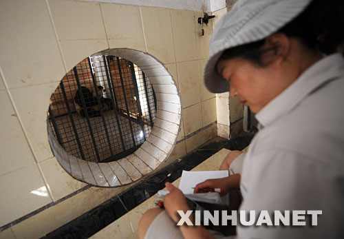 7月6日,工作人员在为“帼帼”和刚出生的大熊猫宝宝做记录。当日上午，地震后由卧龙转移到雅安的大熊猫“帼帼”产下一对双胞胎，这是今年全球首只产仔的大熊猫。 “帼帼”今年12岁，是震后由卧龙中国保护大熊猫研究中心转移到该中心雅安碧峰峡基地的大熊猫之一。7月6日上午7时52分，在卧龙怀孕的“帼帼”产下了首只小仔；8时36分，“帼帼”产下了第二只小仔。 新华社记者聂建江摄 