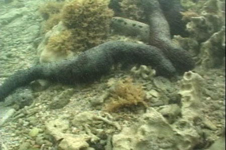 澎湖海底的海参