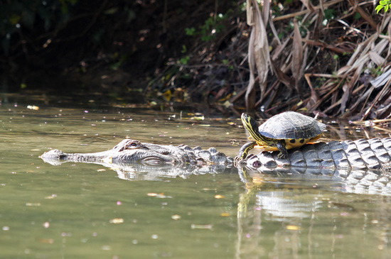 组图：美国鳄鱼背乌龟在池塘里游水