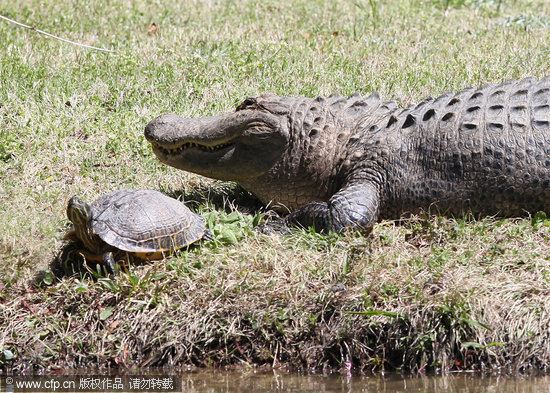 组图：美国鳄鱼背乌龟在池塘里游水