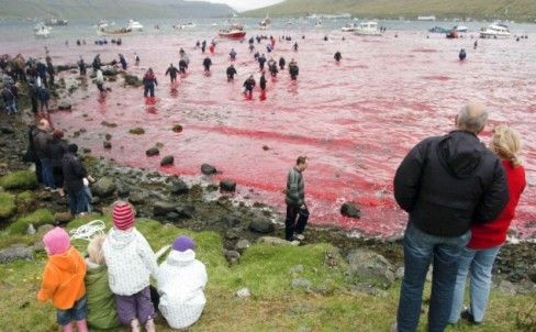 鲸鱼鲜血将整个海岸染红。