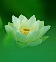林克智
