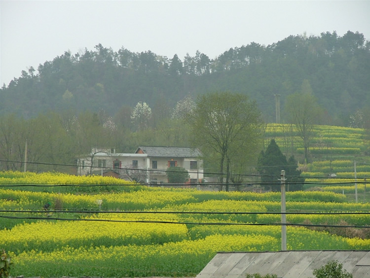 油菜花开