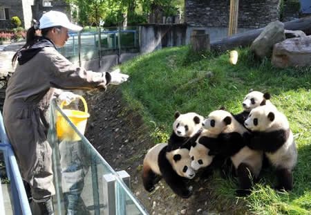 组图：震后卧龙大熊猫的生活