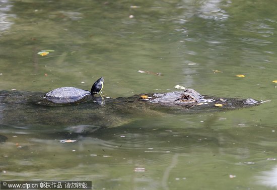 组图:美国鳄鱼背乌龟在池塘里游水