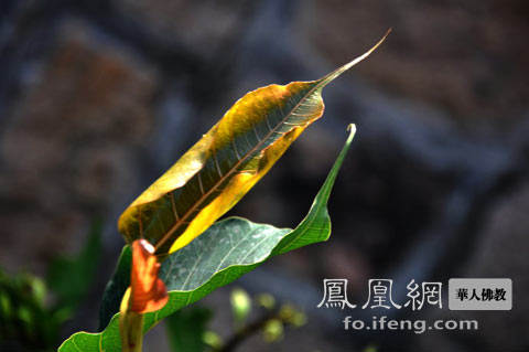 菩提一叶
