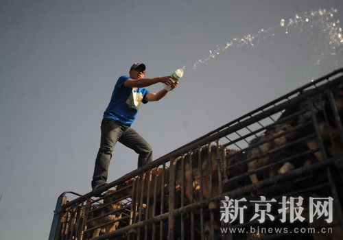 志愿者高速路拦截运狗车阻止屠杀狗(图)