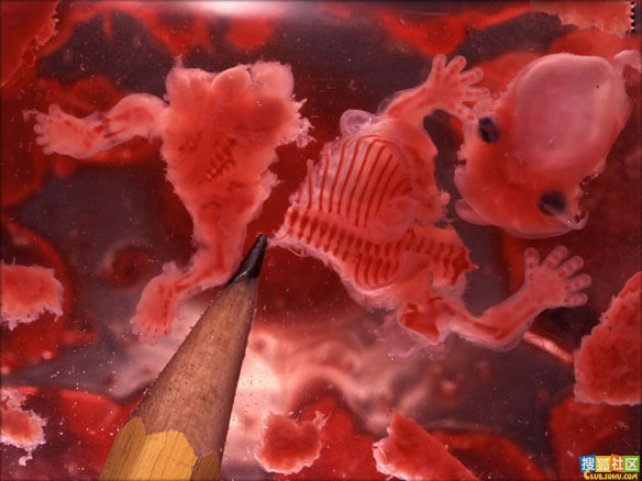 点此在新窗口浏览图片