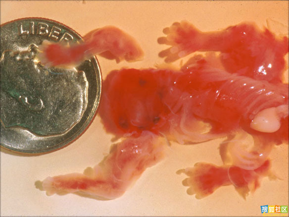 点此在新窗口浏览图片