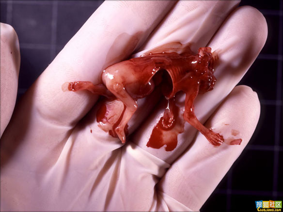 点此在新窗口浏览图片