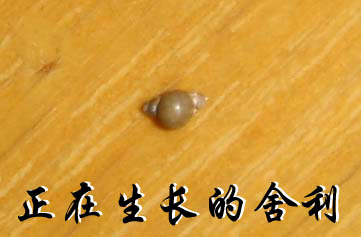 索达吉堪布送我两颗天降舍利两年长大了七八倍