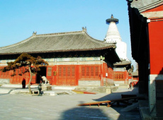 木棉树佛教摄影作品