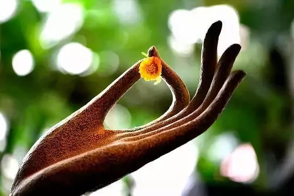 佛法是道,它清净,无瑕,无垢染!-佛教导航