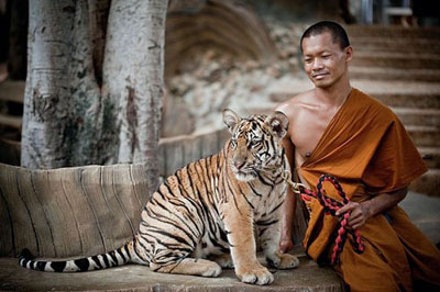老虎在炎热的白天喜欢睡觉，看起来懒洋洋的。出来放风时，老虎们都吃饱了。除了偶尔发生逗弄小老虎的游客被抓破点皮外，从来没有发生过伤人事件。