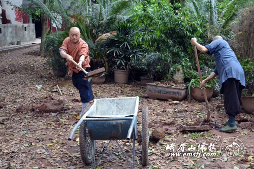 报国寺僧众出坡劳动