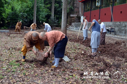报国寺僧众出坡劳动
