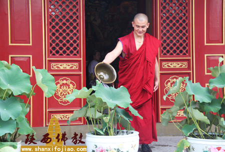 悉心为莲花浇水