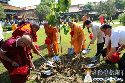 亲手种下菩提树  摄影：顿俊