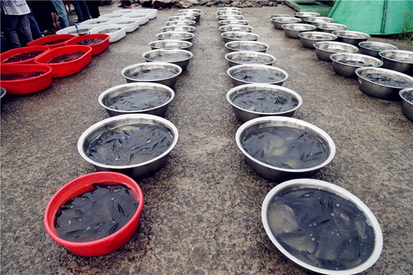 践行慈悲平等 救拔众生苦难 灵隐寺举行放生法会