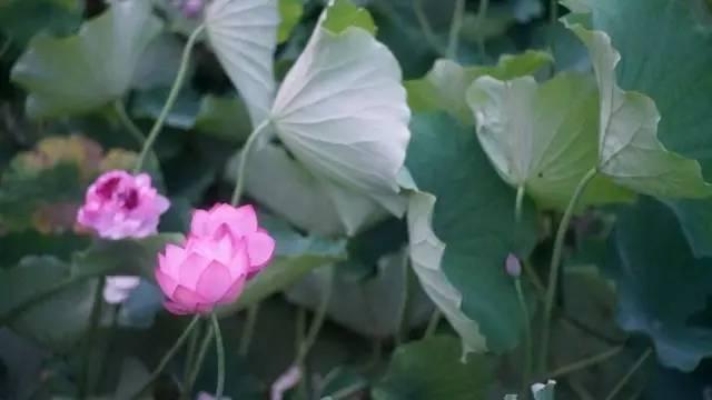 湖北当阳玉泉禅寺千叶宝莲