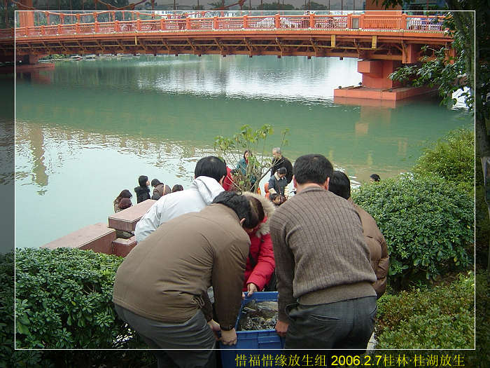 今天的放生还是有些曲折的。原定在漓江放生的,可是当我们买了鱼前往江边一看,不远处居然出现了六条船都张开网在虎视耽耽的等待着我们放生。我们决定马上换地方,到两江四湖的桂湖去放。