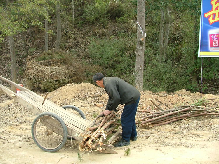 山里砍柴