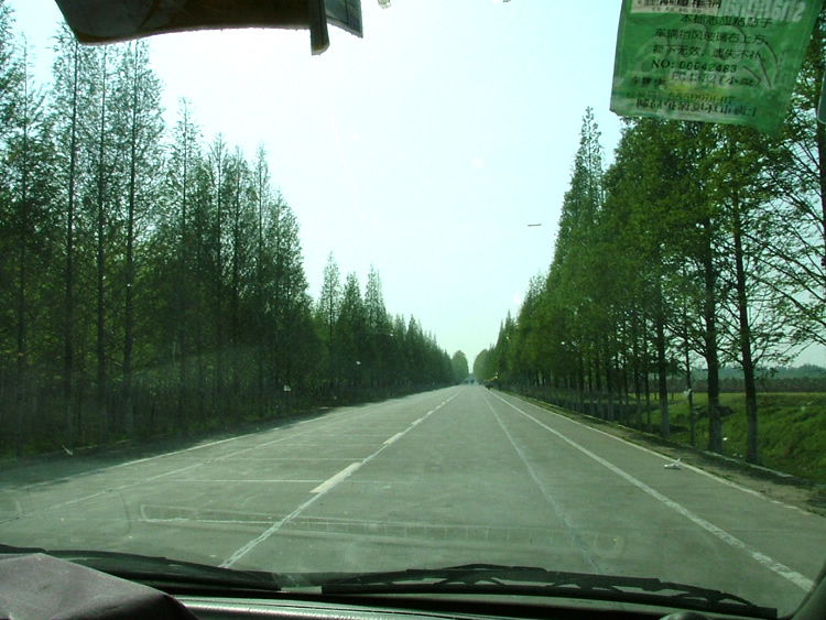 318国道两旁的防护林