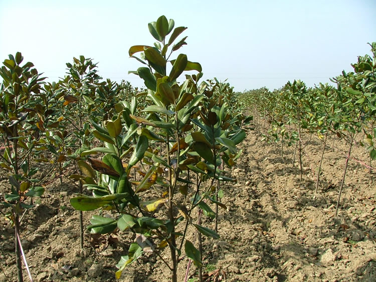 猜猜这是什么树