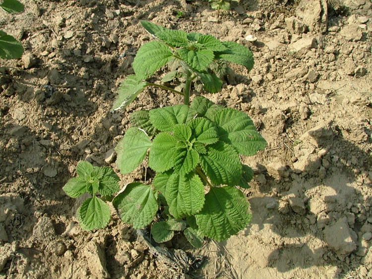 猜猜这是什么？