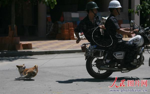 组图：福建惠安组建捕杀队抓上街捕流浪狗