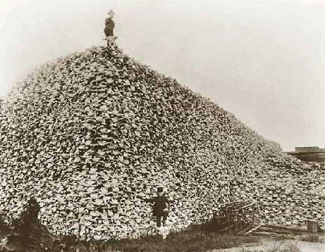 人类对地球犯下的八大罪状：美洲野牛大屠杀