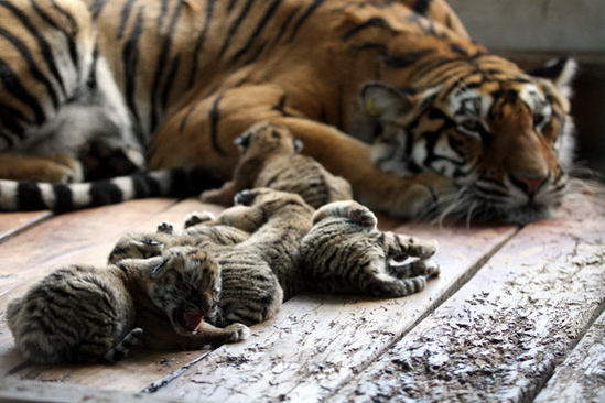组图：东北虎妈妈一胎产下六只虎仔