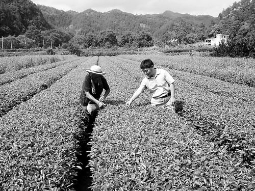 农技站原站长为农民卖橘子时猝死(图)