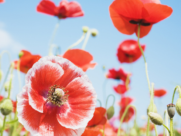 点击图片可在新窗口打开