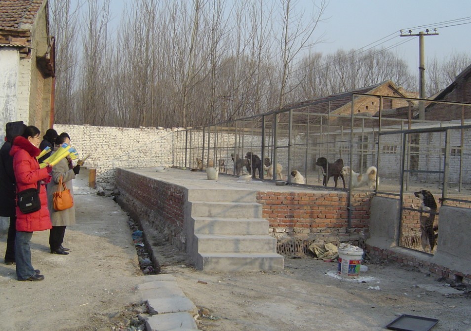 我们在狗舍旁念佛,诵经,持咒,共修了一场佛医易网站的放生程序,狗狗们