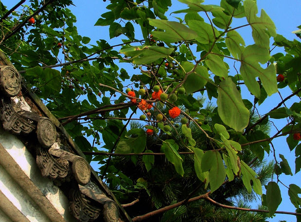 按此在新窗口浏览图片